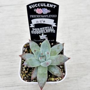 多肉植物 エケベリア ルジカ 7.5cmポット苗の詳細画像1