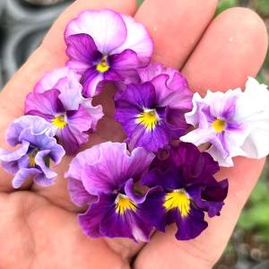 【当店農場生産】ビオラ ミニフリフリ ラベンダー系（花なし苗） 9cmポット苗 花壇や寄せ植えに♪