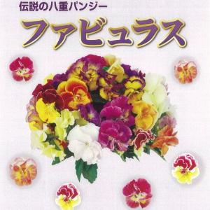 【当店農場生産】伝説の八重パンジー ファビュラ...の詳細画像1