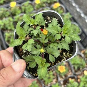 【当店農場生産】ビデンス ジュジュ レモンアイ...の詳細画像2