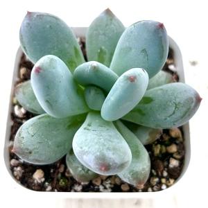 多肉植物 グラプトペタルム レインボーチーズ 7.5cmポット苗