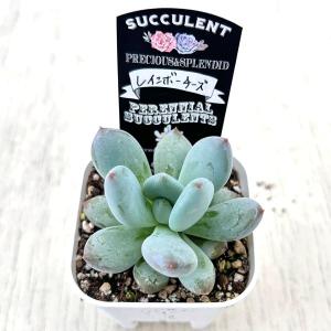 多肉植物 グラプトペタルム レインボーチーズ ...の詳細画像1