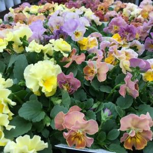 【当店農場生産】ビオラ 華あられ(花なし苗) ...の詳細画像1