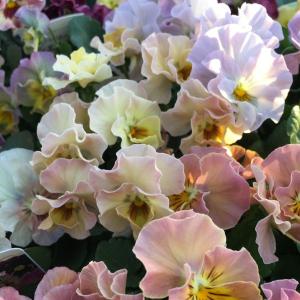 【当店農場生産】ビオラ 華あられ(花なし苗) ...の詳細画像2
