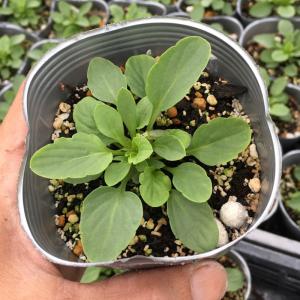 【当店農場生産】ビオラ 華あられ(花なし苗) ...の詳細画像3