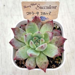 多肉植物 エケベリア コロラータフォルマ 7....の詳細画像2