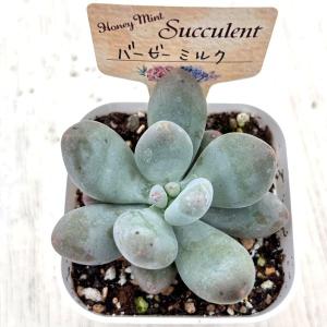 多肉植物 パキフィツム バービーミルク 7.5...の詳細画像1