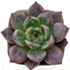 多肉植物 エケベリア アイスラブリーローズ錦 7.5cmポット苗 : ハニー