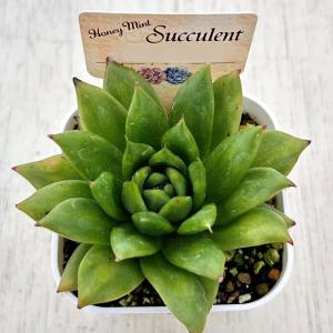 多肉植物 エケベリア リンカーンマリア 7.5...の詳細画像1