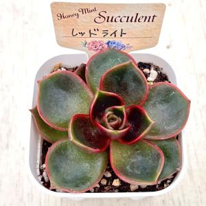 多肉植物 エケベリア レッドライト 7.5cm...の詳細画像1