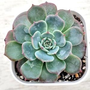 多肉植物 エケベリア ローレンス 7.5cmポット苗