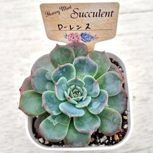 多肉植物 エケベリア ローレンス 7.5cmポット苗の詳細画像1