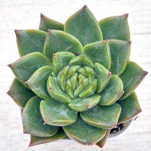 多肉植物 エケベリア アガボイデス フレイム 7.5cmポット苗