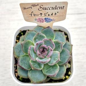 多肉植物 エケベリア ブラックジェイド 7.5...の詳細画像1