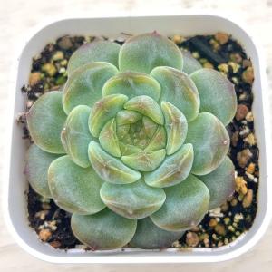 多肉植物 エケベリア アイスアンバー 7.5c...の詳細画像1
