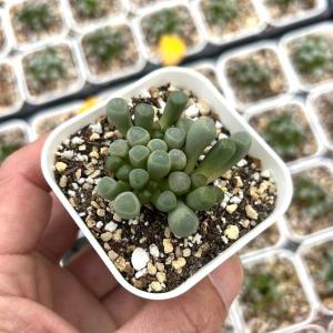 多肉植物 フェネストレリア 五十鈴玉(いすずぎょ...の商品画像