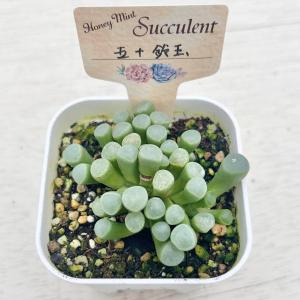 多肉植物 フェネストレリア 五十鈴玉(いすずぎ...の詳細画像3