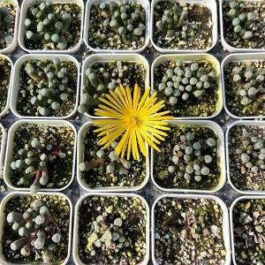 多肉植物 フェネストレリア 五十鈴玉(いすずぎ...の詳細画像1