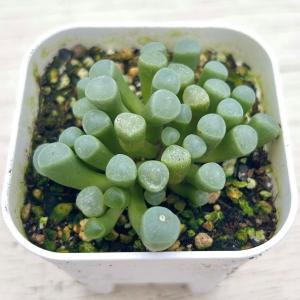 多肉植物 フェネストレリア 五十鈴玉(いすずぎ...の詳細画像2