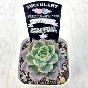 多肉植物 エケベリア クランベリー 7.5cm...の詳細画像1