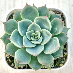 多肉植物 エケベリア トーマス 7.5cmポット苗の商品画像