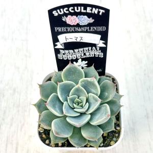 多肉植物 エケベリア トーマス 7.5cmポット苗の詳細画像1