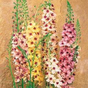 【当店農場生産】バーバスカム サザンチャーム 9cmポット苗 耐寒性 切花種