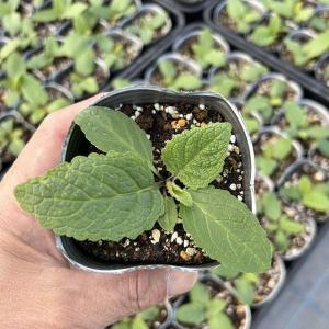 【当店農場生産】バーバスカム サザンチャーム ...の詳細画像1