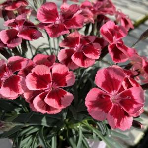 花苗 ゼラニウム 斑入り フランクヘッドレイ 淡オレンジ花 赤花 カラー