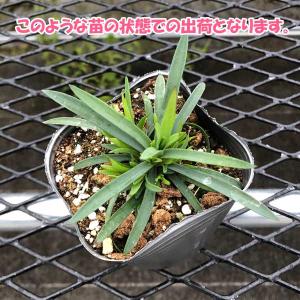【当店農場生産】ダイアンサス ディアンティカ ...の詳細画像2
