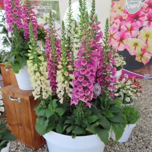 球根 芳香水仙 ベルソング 福花園 2球 fke : フラワーネット日本花キ