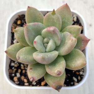 多肉植物 エケベリア クリームアボガド（アボガドクリーム） 7.5cmポット苗