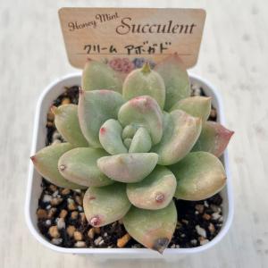 多肉植物 エケベリア クリームアボガド(アボガ...の詳細画像1