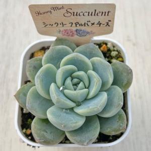 多肉植物 エケベリア シックリーフアルバ×チー...の詳細画像1