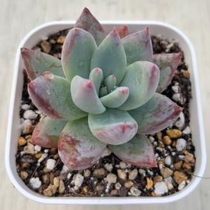 多肉植物 エケベリア ラルカ 7.5cmポット苗の商品画像