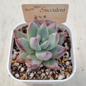 多肉植物 エケベリア ラルカ 7.5cmポット苗の詳細画像1