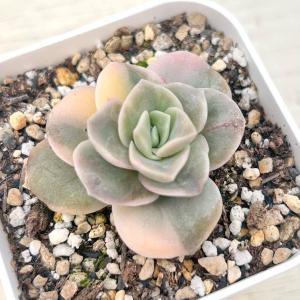 多肉植物 エケベリア ラブリーローズ錦 7.5cmポット苗