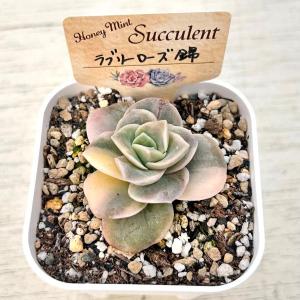多肉植物 エケベリア ラブリーローズ錦 7.5...の詳細画像1