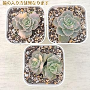 多肉植物 エケベリア ラブリーローズ錦 7.5...の詳細画像2