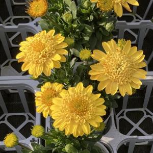 【当店農場生産】オステオスペルマム プリンセス サニータルト 9cmポット苗 多年草