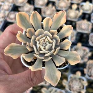 多肉植物 エケベリア リベリア錦 7.5cmポット苗
