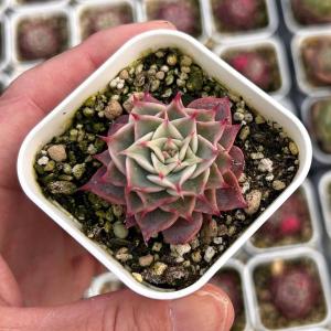 多肉植物 エケベリア ヘイムリークイーン 7.5cmポット苗