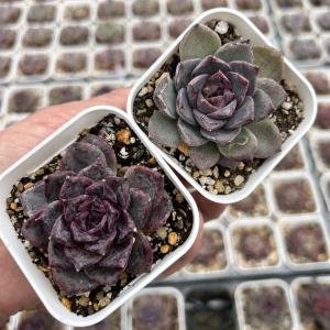 多肉植物 エケベリア ダークシリーズハイブリッ...の詳細画像1