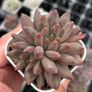 多肉植物 エケベリア モンロージェネレーションピンク 7.5cmポット苗