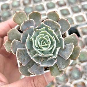 多肉植物 プロリフェラ錦 7.5cmポット苗 : ハニーミント - 通販