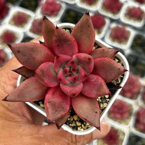 多肉植物 エケベリア ブラッドルオ 7.5cmポット苗