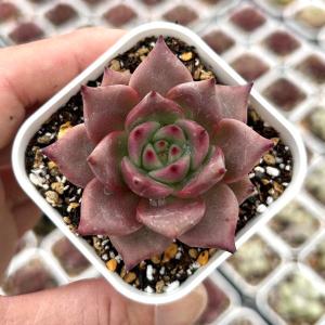 多肉植物 エケベリア ブラッドルオ 7.5cm...の詳細画像1