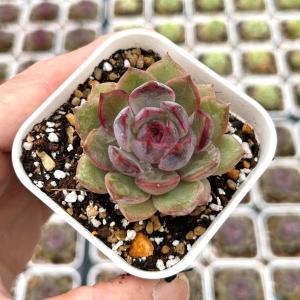 多肉植物 エケベリア ブルーベリー 7.5cmポット苗