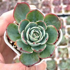 多肉植物 エケベリア ルンヨニー ex ワルサー 7.5cmポット苗