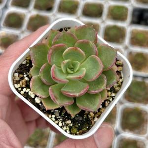 多肉植物 エケベリア ノーブル 7.5cmポット苗
